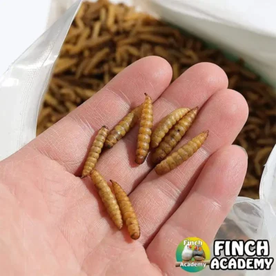 نمای نزدیک لارو مگس سرباز خشک